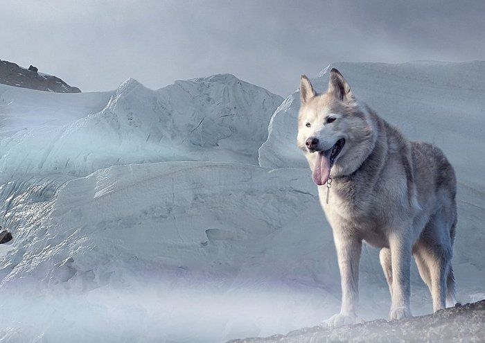 Husky Dog Glacier Ice Age Winter Climate Cold 
